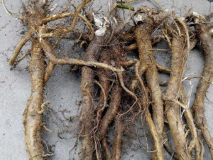 �����Ĺ�Ч���� ���������Ժ���