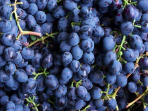 �ʺϵ�Ѫ�ǵ�ʳ������Щ Ů�˵�Ѫ����β�