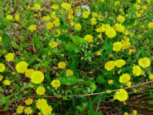 ����������Щ��Ч ���������������