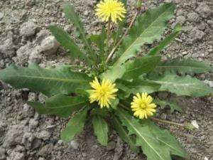 �ƻ��ض��Ĺ�Ч���� �ƻ��ض�����ÿ���̵��