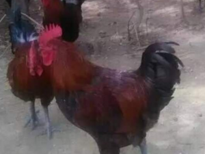 �ƽż��Ĺ�Ч���� �ƽż����˷�ʪ��ʹ