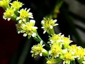 ƻеĹЧ ƻŧײ׳ŧʹ