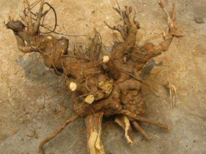 �ƾ����Ĺ�Ч���� �ƾ����η�ʪ�ؽ�ʹ