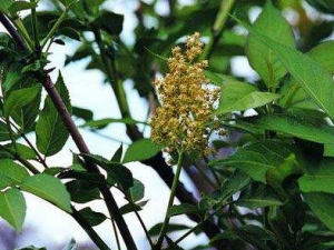 �ƽӹǵ��Ĺ�Ч���� �ƽӹǵ�