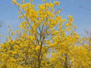 �ƻ�ľ�Ĺ�Ч���� �ƻ�ľ�η���ͷʹ