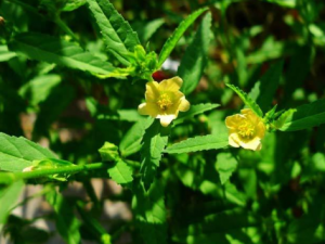 �ƻ�ĸ���Ĺ�Ч���� �ƻ�ĸ����Ӹ�׳�ŧ