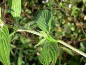 ���Ի�����Ӧ������� ���Ի����׵�����ƫ��