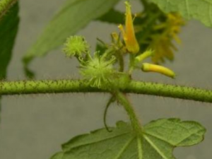 ƻһĹЧ ƻһθðȱ֤