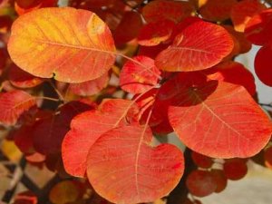 ����֦Ҷ�Ĺ�Ч���� ����֦Ҷ�λ����ʹ�Ⱦ�Ը���