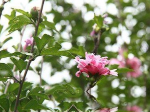 ���ѻ��Ĺ�Ч���� ���ѻ���������