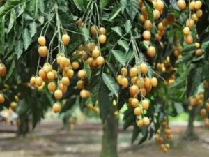 ��ƤҶ�Ĺ�Ч���� ��ƤҶ��̵ʪ����