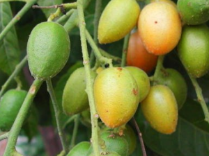 ��Ƥ���˵Ĺ�Ч���� ��Ƥ������С��ͷ�ϴ���