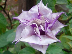 ���ѻ����Ĺ�Ч���� ���ѻ������ظ�����