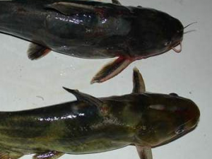 ������ѵĹ�Ч���� ���������������ˮ�޶�