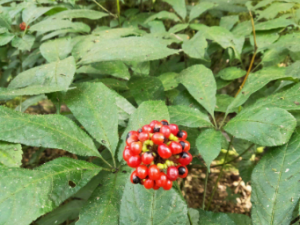 �����ߵĹ�Ч���� ������������