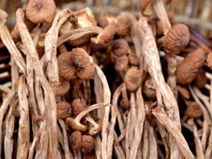 ������Ӧ�����ѡ ��������Ӫ����Ч