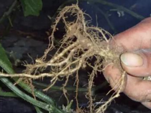 �ƹϸ�����Щ��Ч���� �ƹϸ���С�����ȸ�к