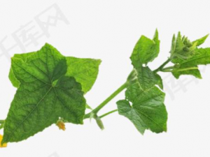 �ƹ�Ҷ�Ĺ�Ч���� �ƹ�Ҷ�θ�к