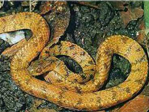 ���������Щ���� ������������Ѣ