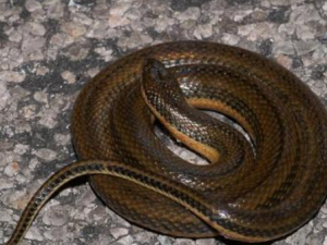 �����ͷ����Щ��Ч �����ͷ����ű��С��Ӹ