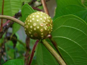 �ƶ�����������Щ��Ч���� �ƶ���������ʳ����