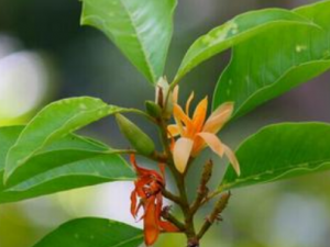 �������Ĺ�Ч���� ��������θֹʹ����������