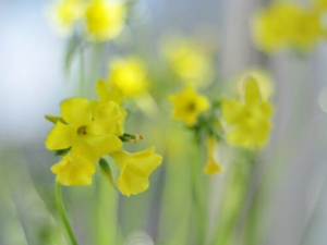 �����ӵĹ�Ч���� �������θ�Ů��Ѫ�켰�¾�����