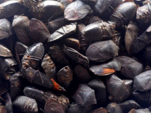 �����Ĺ�Ч���� ���������������