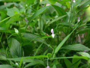 ��ͷʨ�ӲݵĹ�Ч���� ��ͷʨ�Ӳ����������