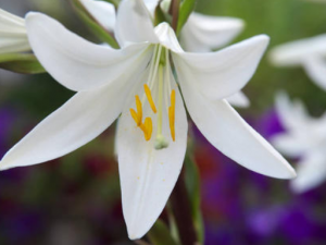 �ٺ���������������ҩ �����Ե�ٺϿ�����