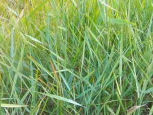 ܸܸ�ݵĹ�Ч���� ܸܸ���γ�����С�㲻��