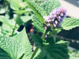 ޽��¶�Ĺ�Ч���� ޽��¶����������