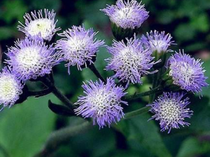 ޽����Ĺ�Ч���� ޽����λ�����й