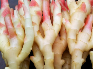 ������ѿ���ܳ��� ������ʳ�ý���