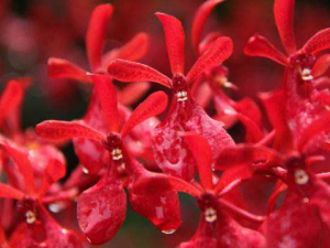 �����ӵĹ�Ч���� ������ֹʹ�⾷����