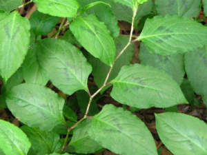 ��̿ĸ�ݸ��Ĺ�Ч���� ��̿ĸ�ݸ��η���ͷ��