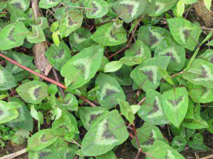 ��̿ĸ�ݵĹ�Ч���� ��̿ĸ�����Ƽ��Գ���