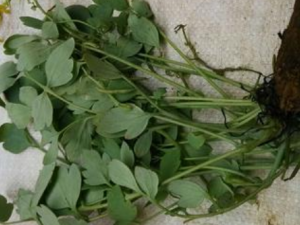 �ջ������Ĺ�Ч���� �ջ�������Ӹ��