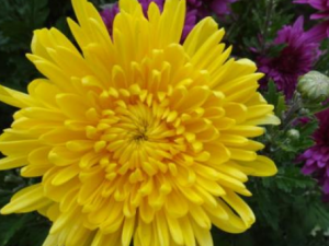 �ջ��Ĺ�Ч���� �ջ����Ƹ�Ѫѹ��