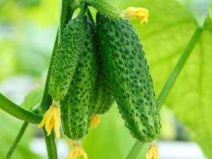 �ƹ϶�����Щ��Ч �����˹���ʳ�ûƹϵ�Σ��