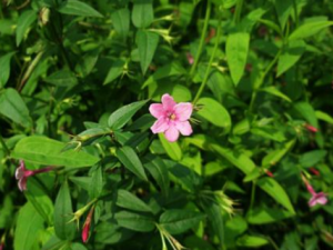 ��ƿ���Ĺ�Ч���� ��ƿ��������С������