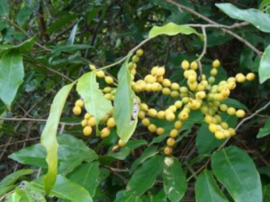 �Ʊ�Ҷ���Ĺ�Ч���� �Ʊ�Ҷ���η�ʪ�Թؽ���