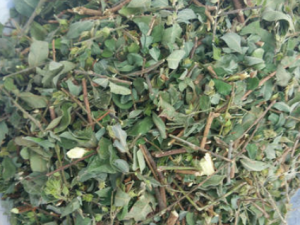 �Ʊ�Ҷ�Ĺ�Ч���� �Ʊ�Ҷ�ε�������