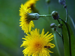 ݤ˻ĹЧ ݤ˻μԻƶʹȾԸ