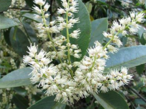 ����Ҷ�������Щ���� ����Ҷ����ο��Լ��ʹ