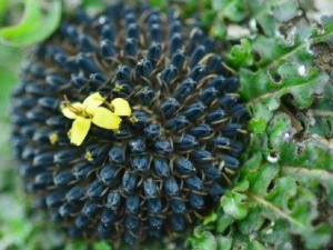 ��Ͱ�εĹ�Ч���� ��Ͱ����������