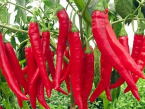 ������ֹʹ���� ��Щ��Ҫ�ٳ���