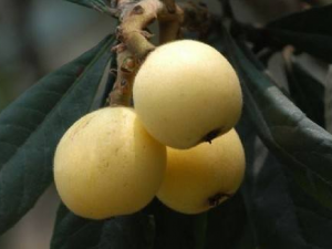 ������������Щ���� �����ѡ��������