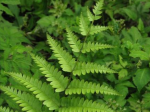 ��ȸβ�˹�Ч���� ��ȸβ�γ�θ��Ѫ