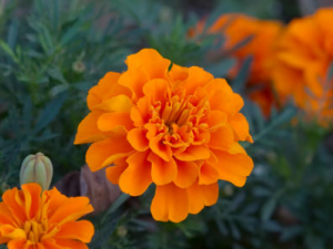 ��ȸ�ݵĹ�Ч���� ��ȸ���ο���